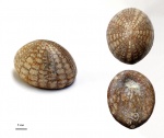 Echinocorys