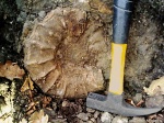 Neocosmoceras sp.
