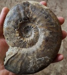 Dalmasiceras