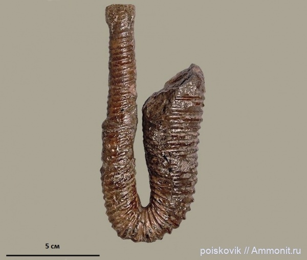 аммониты, гетероморфные аммониты, головоногие моллюски, альб, Крым, Ammonites, Балаклава, Anahamulina, Albian, heteromorph ammonites, эрратические валуны, верхний альб