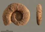 Crioceratites