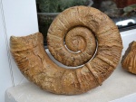 Crioceratites