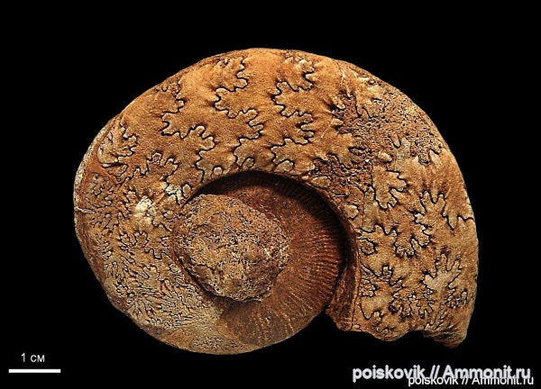 аммониты, головоногие моллюски, Крым, баррем, нижний баррем, Crioceratites, Ammonites, лопастные линии, Barremian