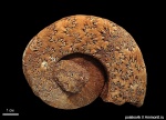 Crioceratites