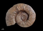 Crioceratites