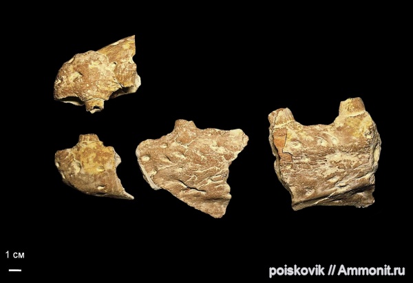 рептилии, водные рептилии, мозазавры, маастрихт, Крым, Балаклава, Mosasaurus, Maastrichtian
