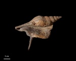 Cuphosolenus