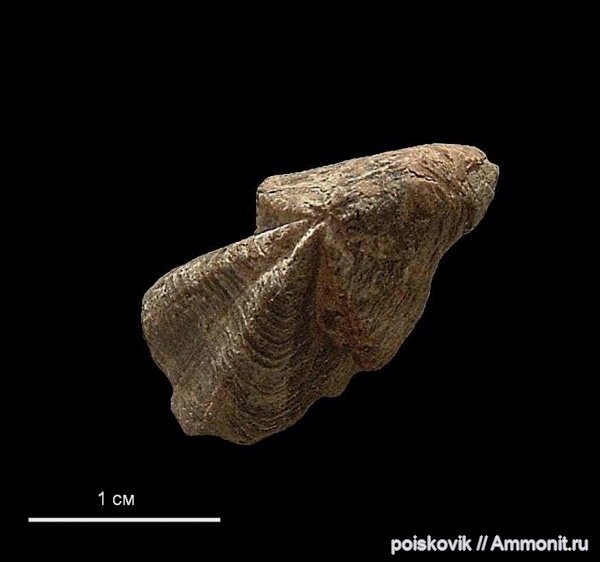 головоногие моллюски, Крым, апт, ринхолиты, Hadrocheilus, Aptian