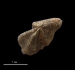 Hadrocheilus
