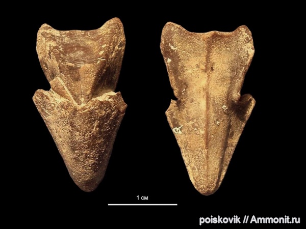 головоногие моллюски, Крым, апт, ринхолиты, Hadrocheilus, Aptian