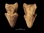 Hadrocheilus