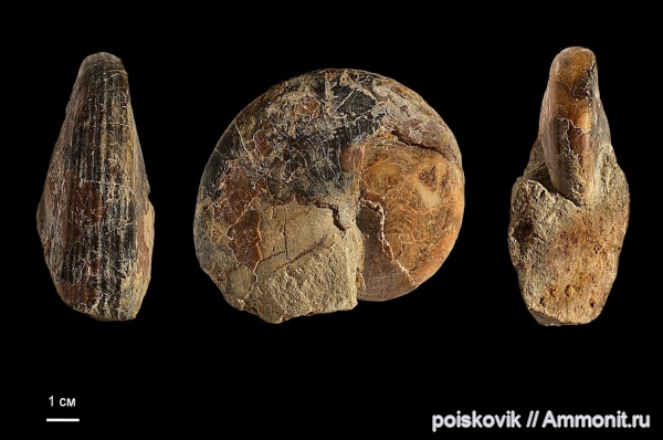 наутилусы, головоногие моллюски, Крым, Aulaconautilus sexcarinatus, Aulaconautilus, Nautilida