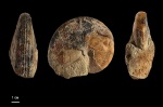 Aulaconautilus sexcarinatus