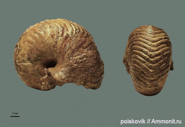 наутилусы, головоногие моллюски, Крым, Cymatoceras, баррем, Nautilida, Barremian