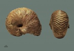 Cymatoceras