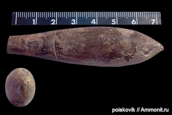 белемниты, головоногие моллюски, Крым, апт, Aptian, belemnites