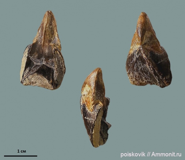 головоногие моллюски, Крым, ринхолиты, Hadrocheilus