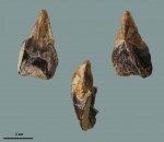 Hadrocheilus