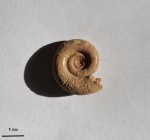 Eulytoceras