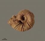Spitidiscus seunesi