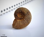 Pseudothurmannia angulicostata Orbigny