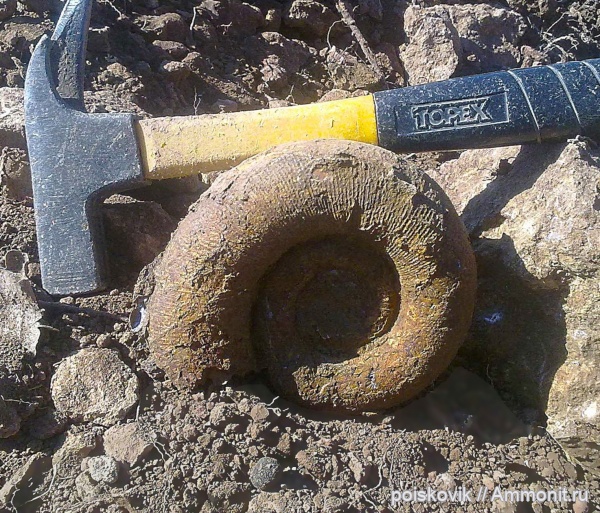 аммониты, головоногие моллюски, Крым, баррем, Ammonites, Barremian
