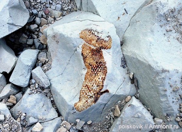 губки, Крым, верхний мел, Балаклава, Upper Cretaceous