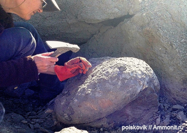 аммониты, головоногие моллюски, Крым, Ammonites, Балаклава