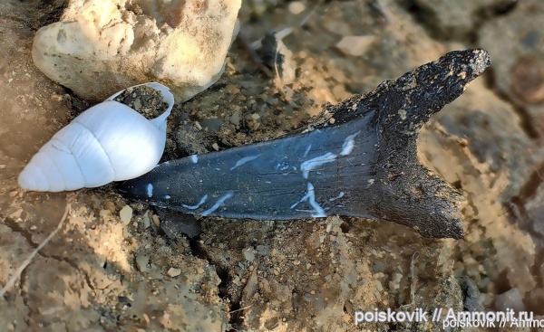рыбы, зубы, эоцен, акулы, Крым