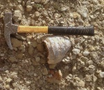 Ostrea SP