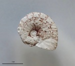 Лопастная линия