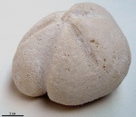 Micraster