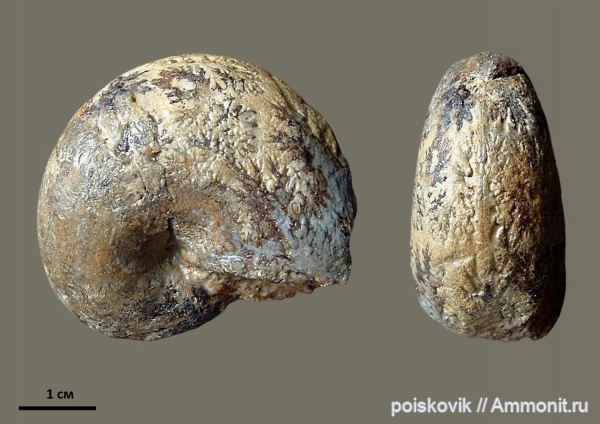аммониты, головоногие моллюски, Крым, готерив, Ammonites, Phyllopachyceras, верхний готерив