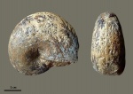 Phyllopachyceras