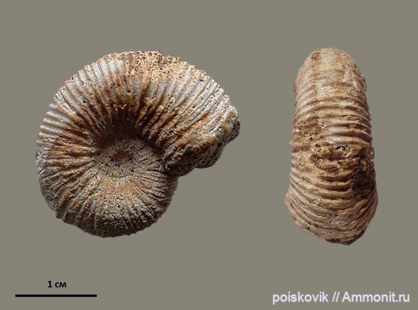 аммониты, головоногие моллюски, Крым, готерив, Ammonites, верхний готерив, Hauterivian