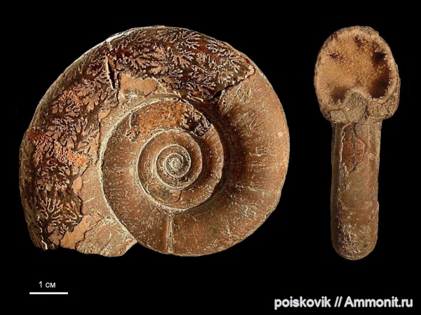 аммониты, головоногие моллюски, берриас, Крым, Ammonites, Protetragonites tauricus, Protetragonites
