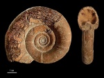 Protetragonites tauricus