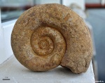 Biasaloceras