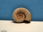 Protetragonites