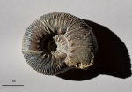 Olcostephanus