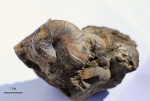 Ptychophylloceras ptychoicum