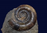 Protetragonites
