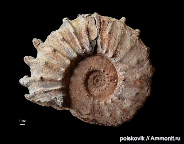 аммониты, головоногие моллюски, берриас, Крым, Ammonites, Neocosmoceras, Berriasian