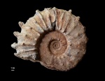Neocosmoceras