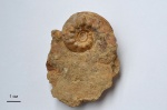 Kossmatella