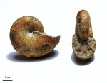 Ptychophylloceras ptychoicum