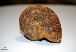 Ptychophylloceras