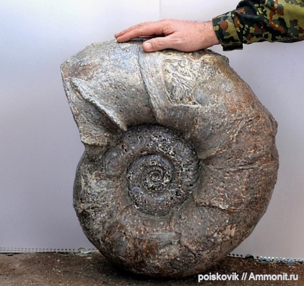 аммониты, головоногие моллюски, берриас, Ammonites, Балаклава, Lytoceras