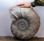 Литоцерас