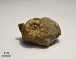 Kossmatella